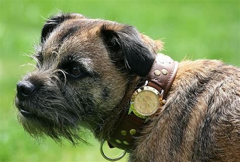 A dog collar with a Rolex watch is the ultimate pet .